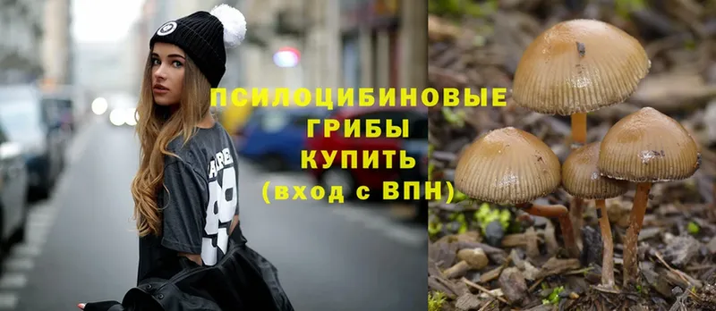 цена наркотик  Котлас  Галлюциногенные грибы Psilocybe 