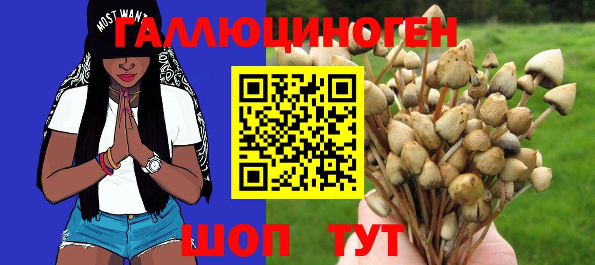 Псилоцибиновые грибы Psilocybe Котлас